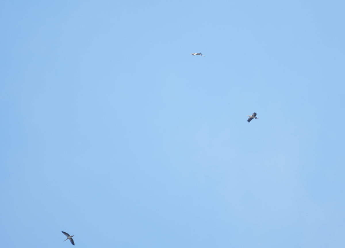 Asian Openbill - ML630720862