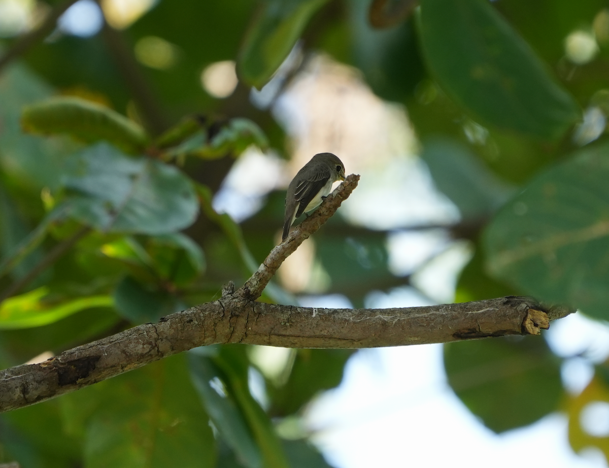 Asian Brown Flycatcher - ML630720871
