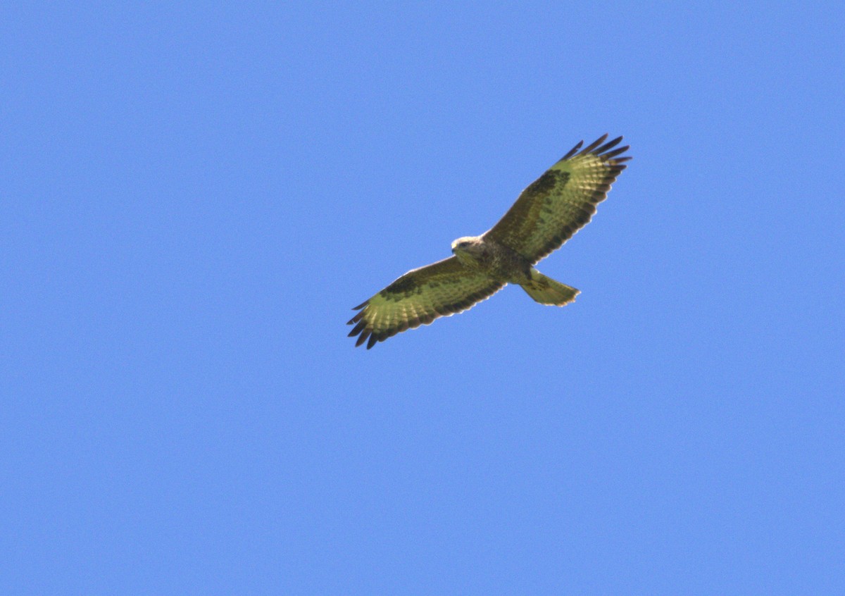Common Buzzard - ML630720901
