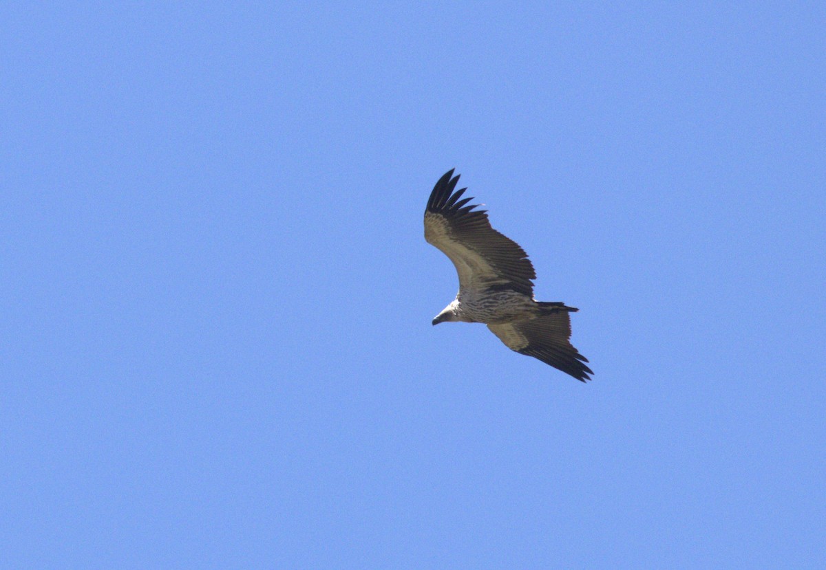 Cape Griffon - ML630721099