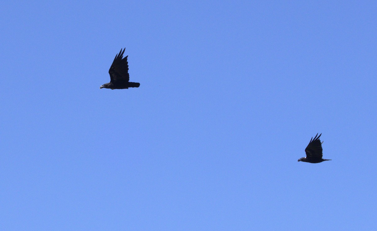 White-necked Raven - ML630721113