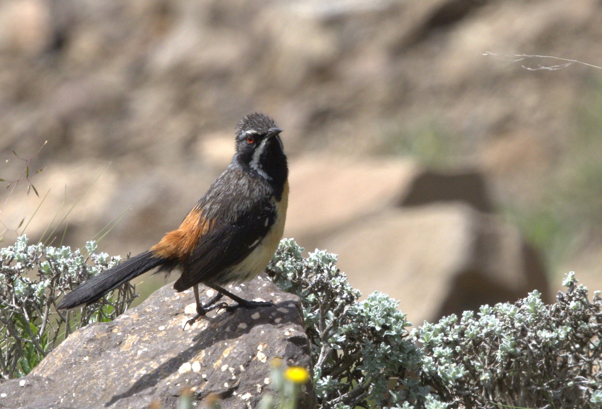 Drakensberg Rockjumper - ML630721174