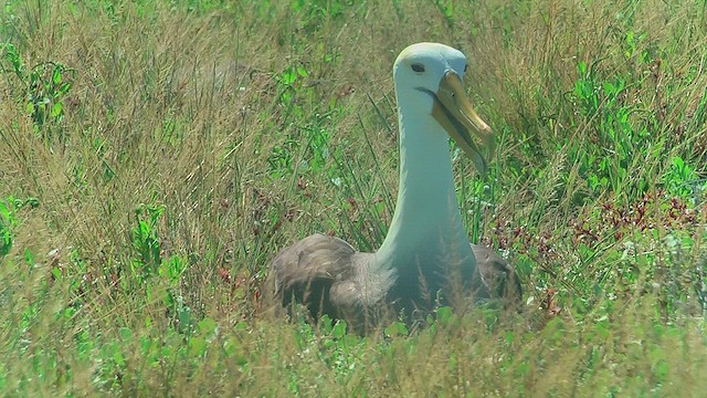 Yazılı Albatros - ML630721359