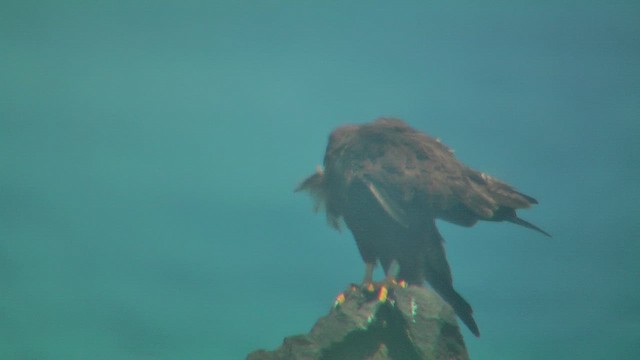 Galapagos Şahini - ML630721395