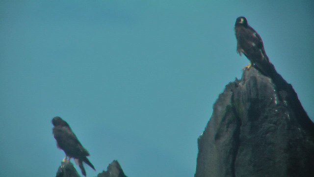 Galapagos Şahini - ML630721397