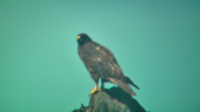 Galapagos Şahini - ML630721409