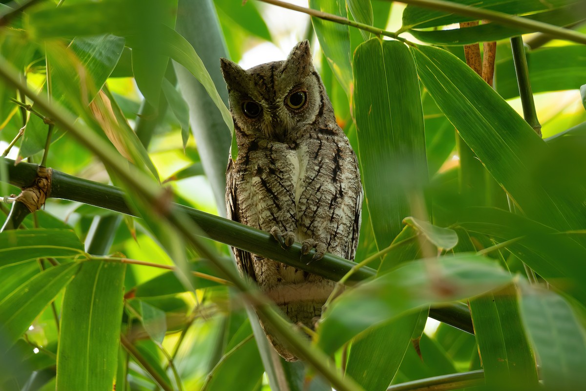 African Scops-Owl (African) - ML630721483