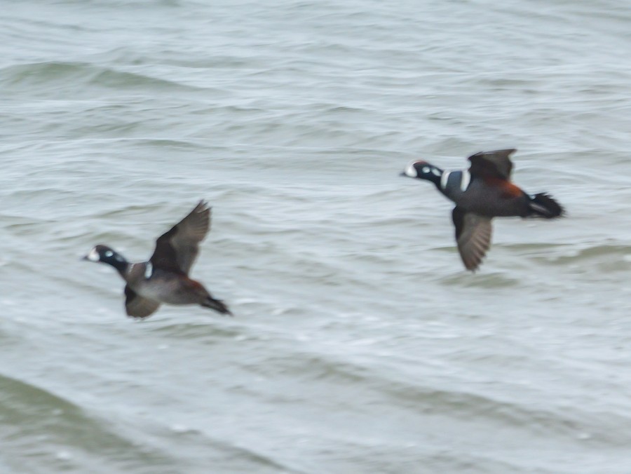Harlequin Duck - Roger Horn