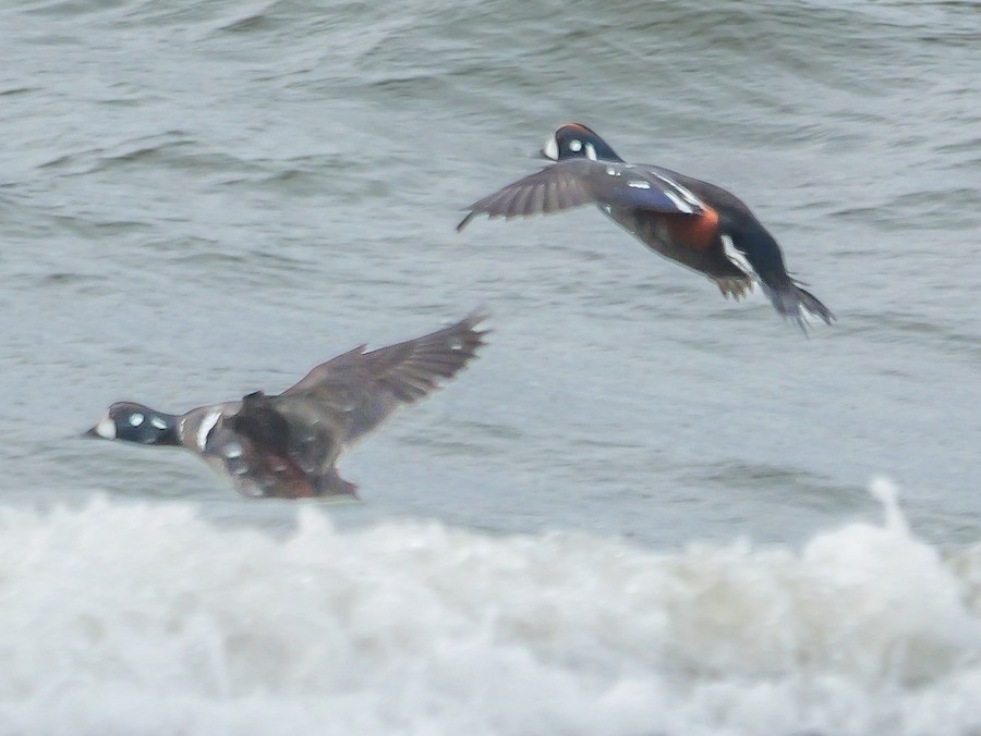 Harlequin Duck - Roger Horn