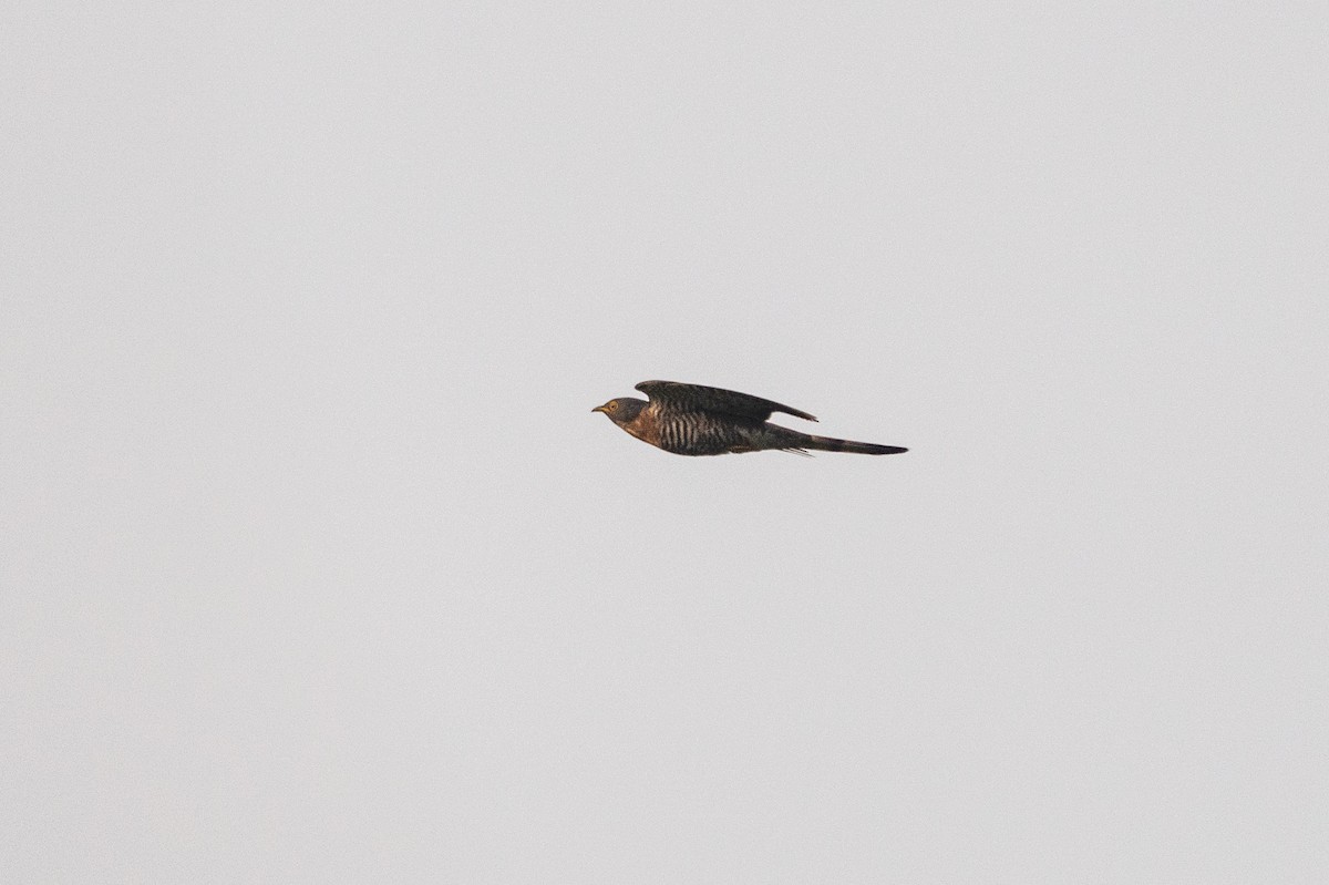 Large Hawk-Cuckoo - ML630721822