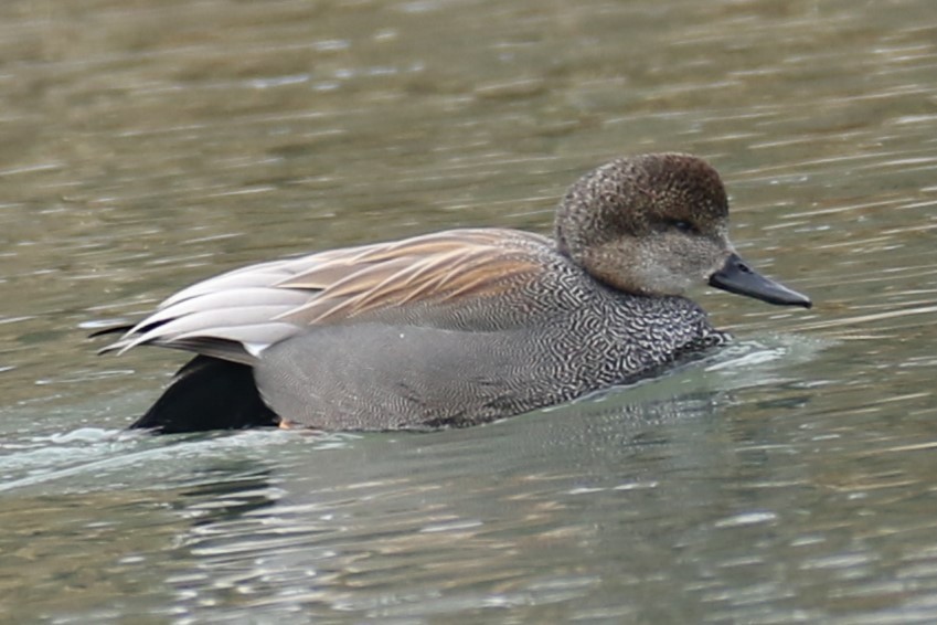 Бор нугас - ML630721954