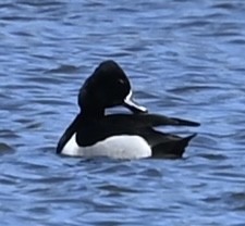 Ring-necked Duck - ML630722095