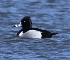 Ring-necked Duck - ML630722096