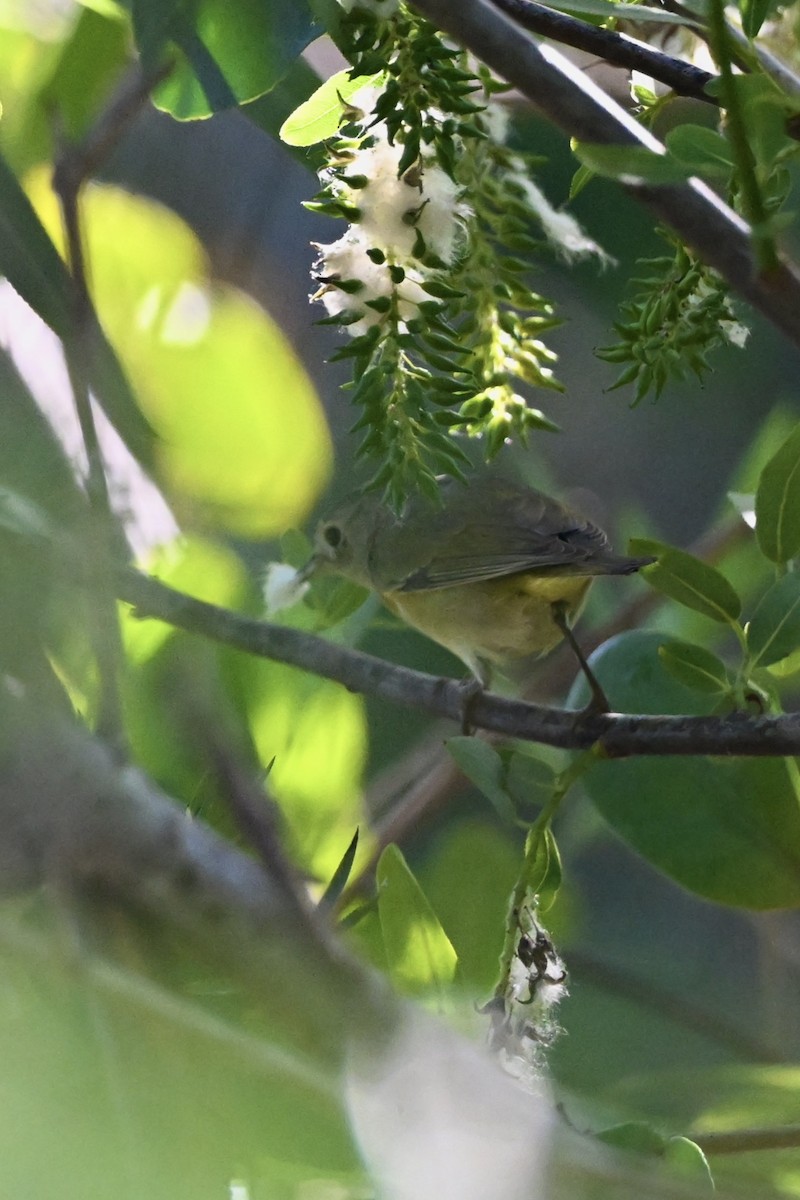 Nashville Warbler - ML630722110