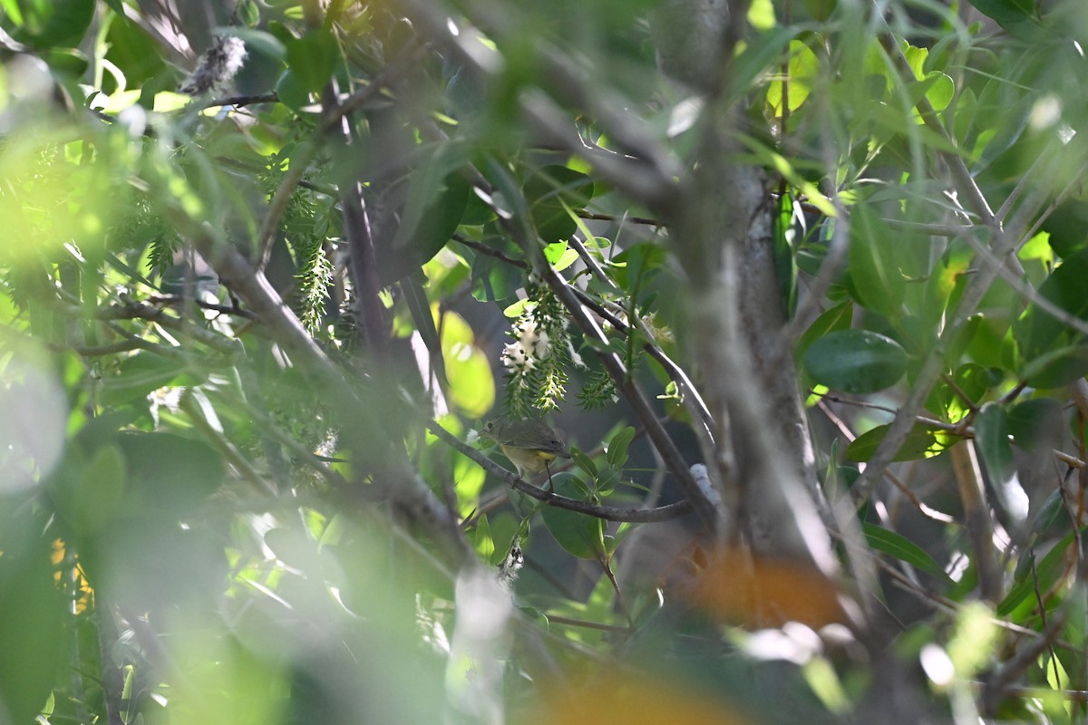 Nashville Warbler - ML630722116