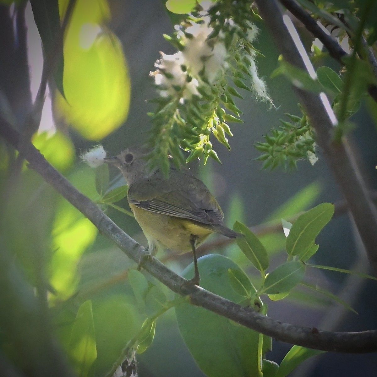 Nashville Warbler - ML630722127