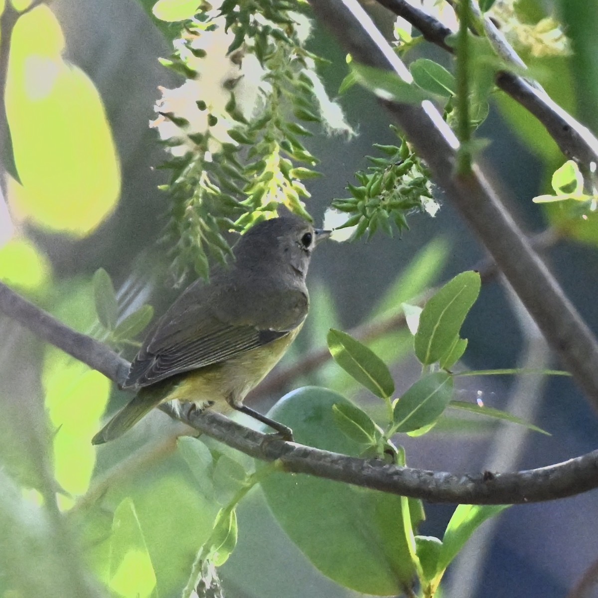 Nashville Warbler - ML630722130