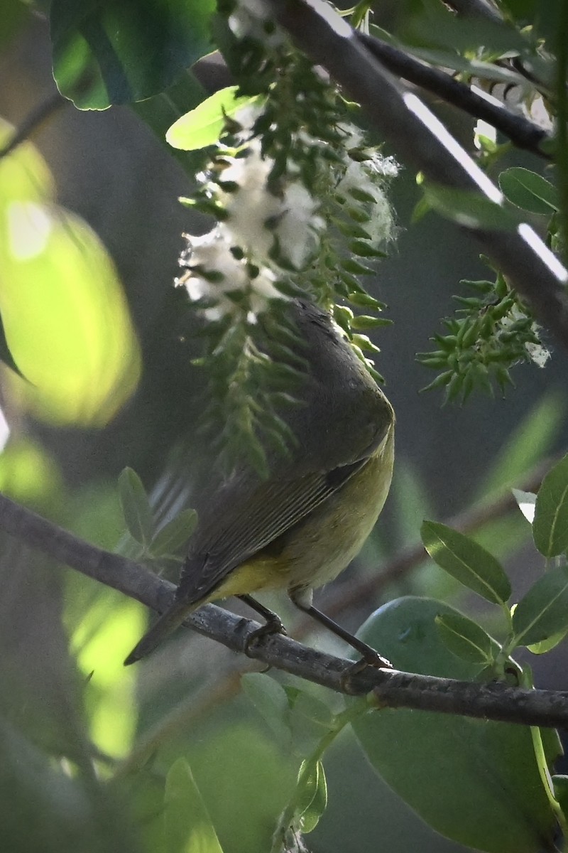 Nashville Warbler - ML630722139