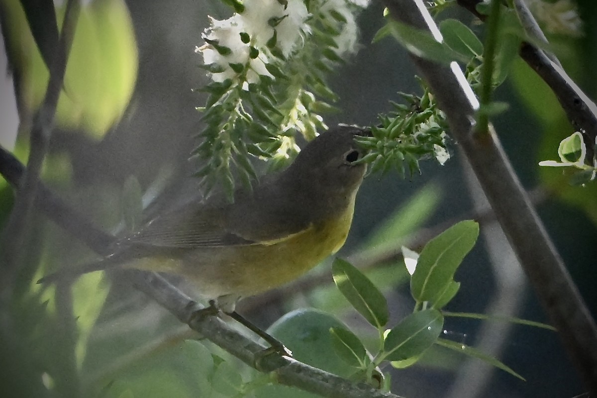 Nashville Warbler - ML630722148