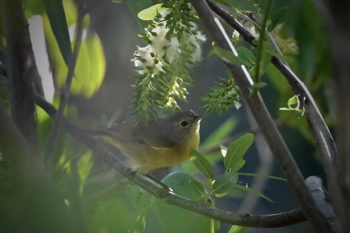 Nashville Warbler - ML630722151