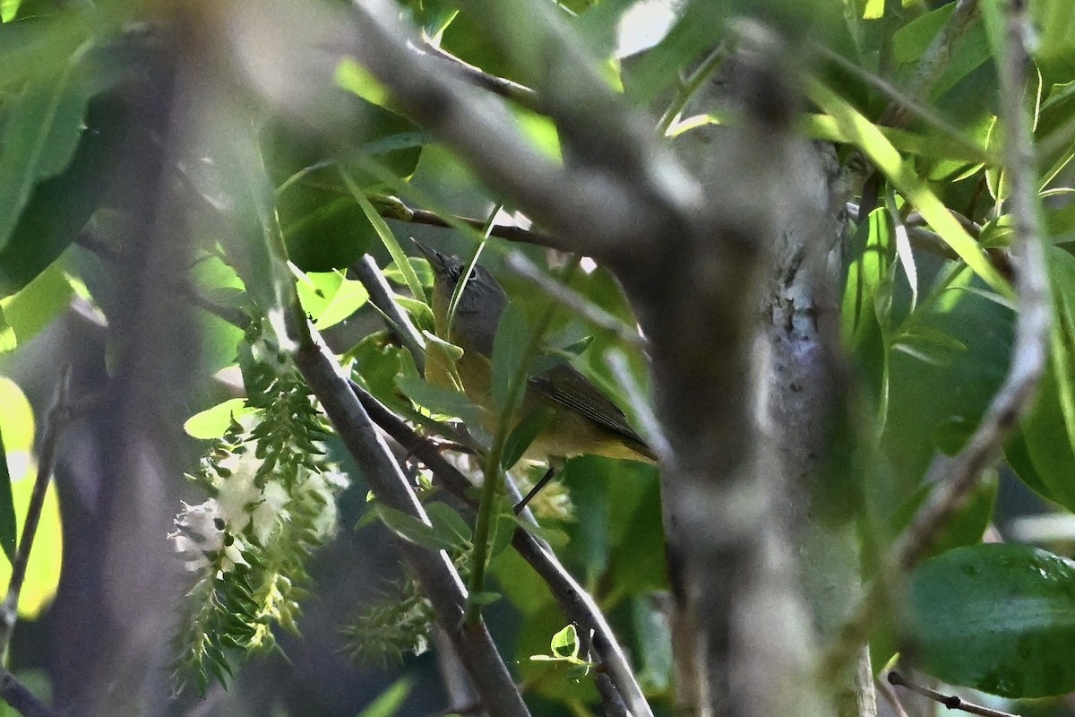 Nashville Warbler - ML630722248