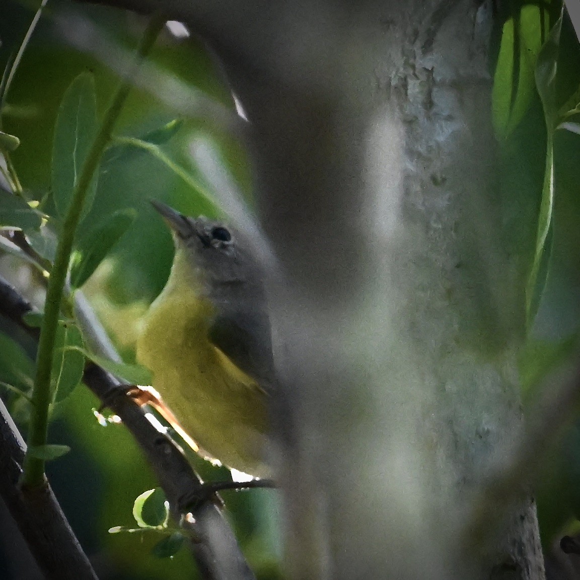 Nashville Warbler - ML630722253