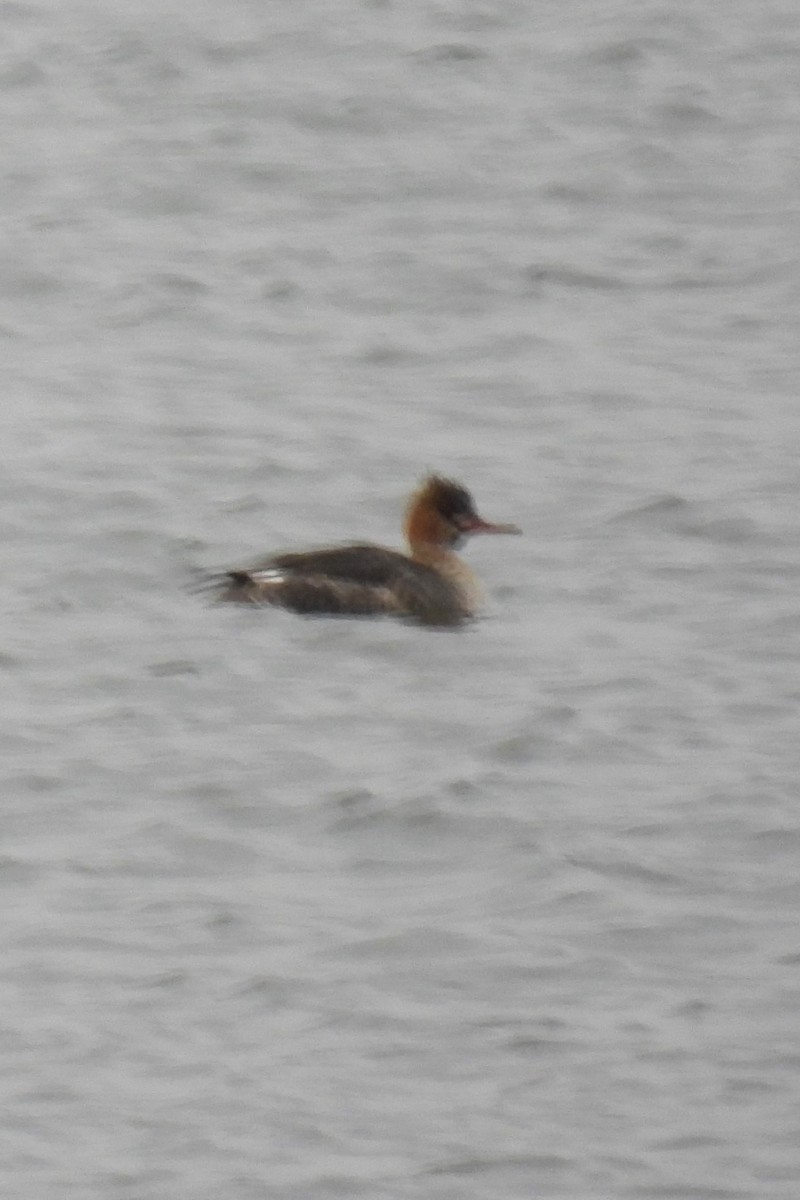 Red-breasted Merganser - ML630722532