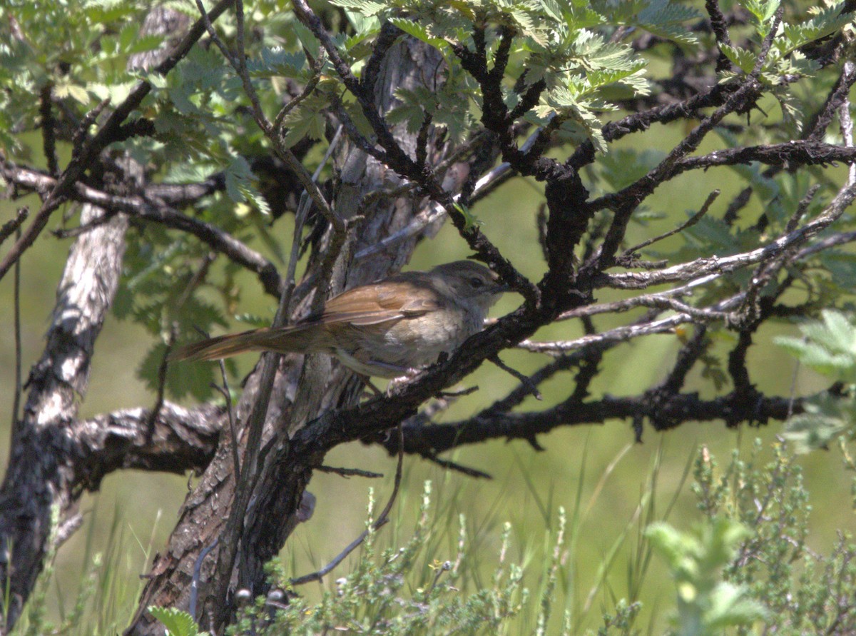 Barratt's Warbler - ML630722542