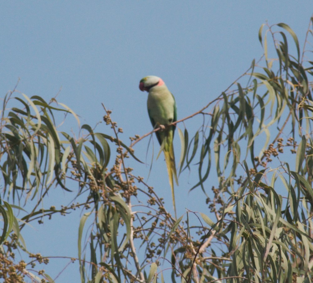Alexandrine Parakeet - ML630722565