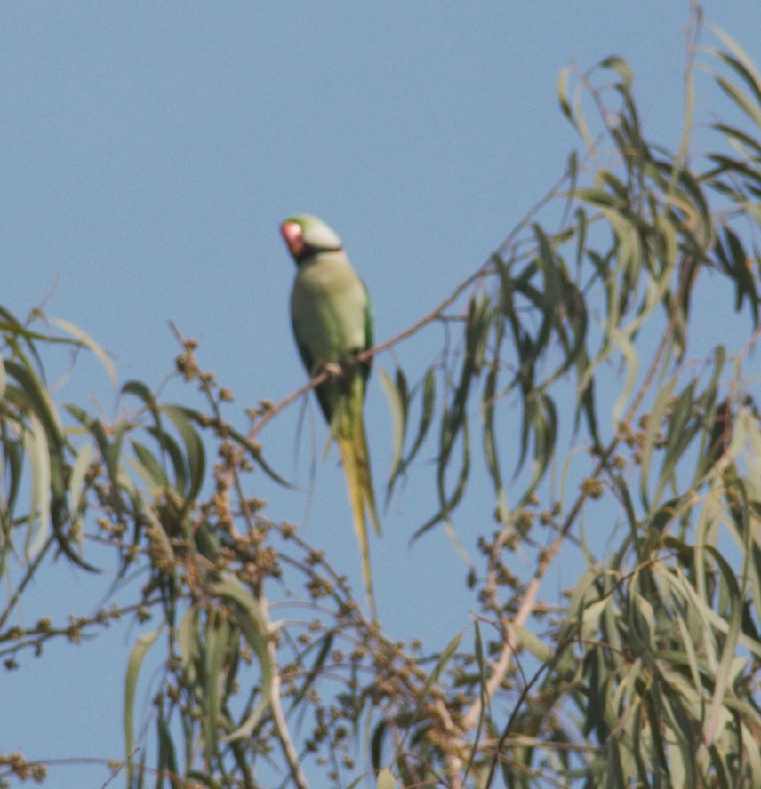 Alexandrine Parakeet - ML630722570