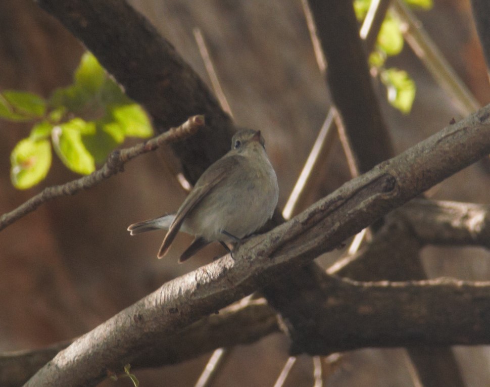 Red-breasted Flycatcher - ML630722584
