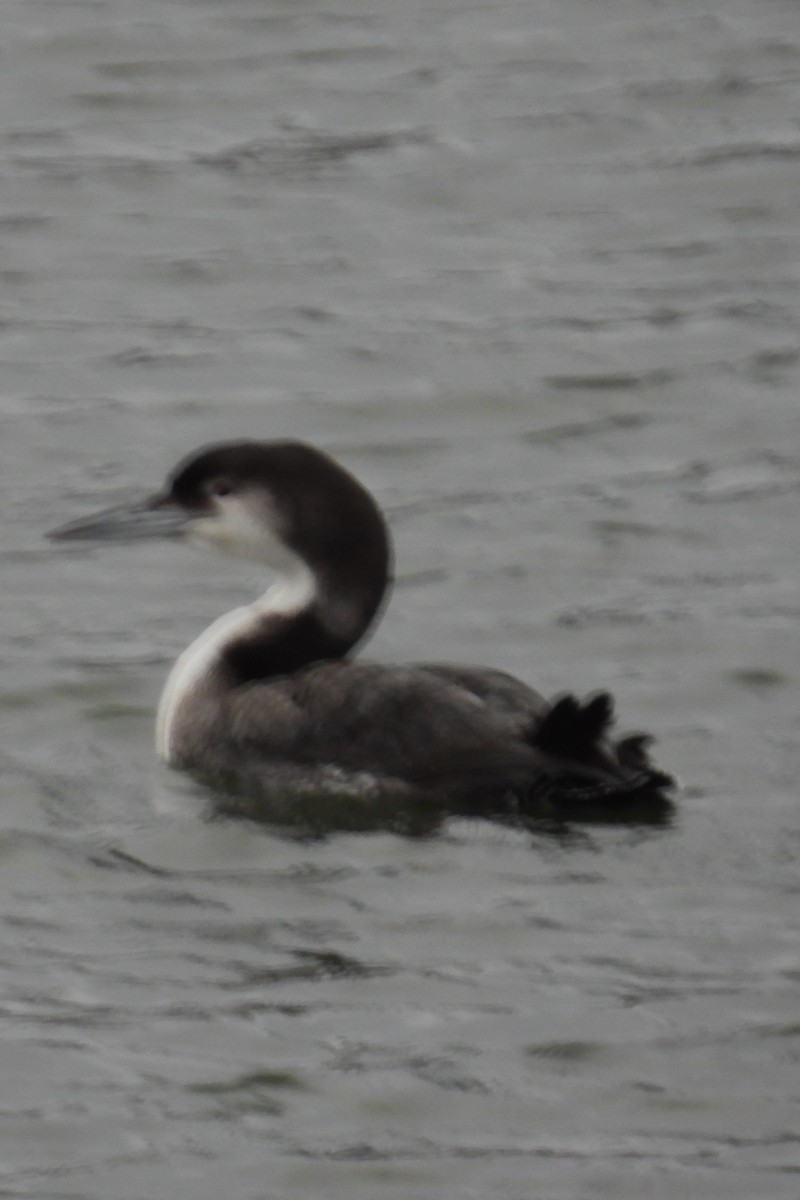 Common Loon - ML630722590