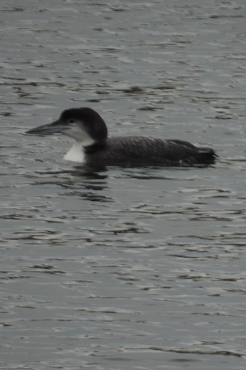 Common Loon - ML630722591