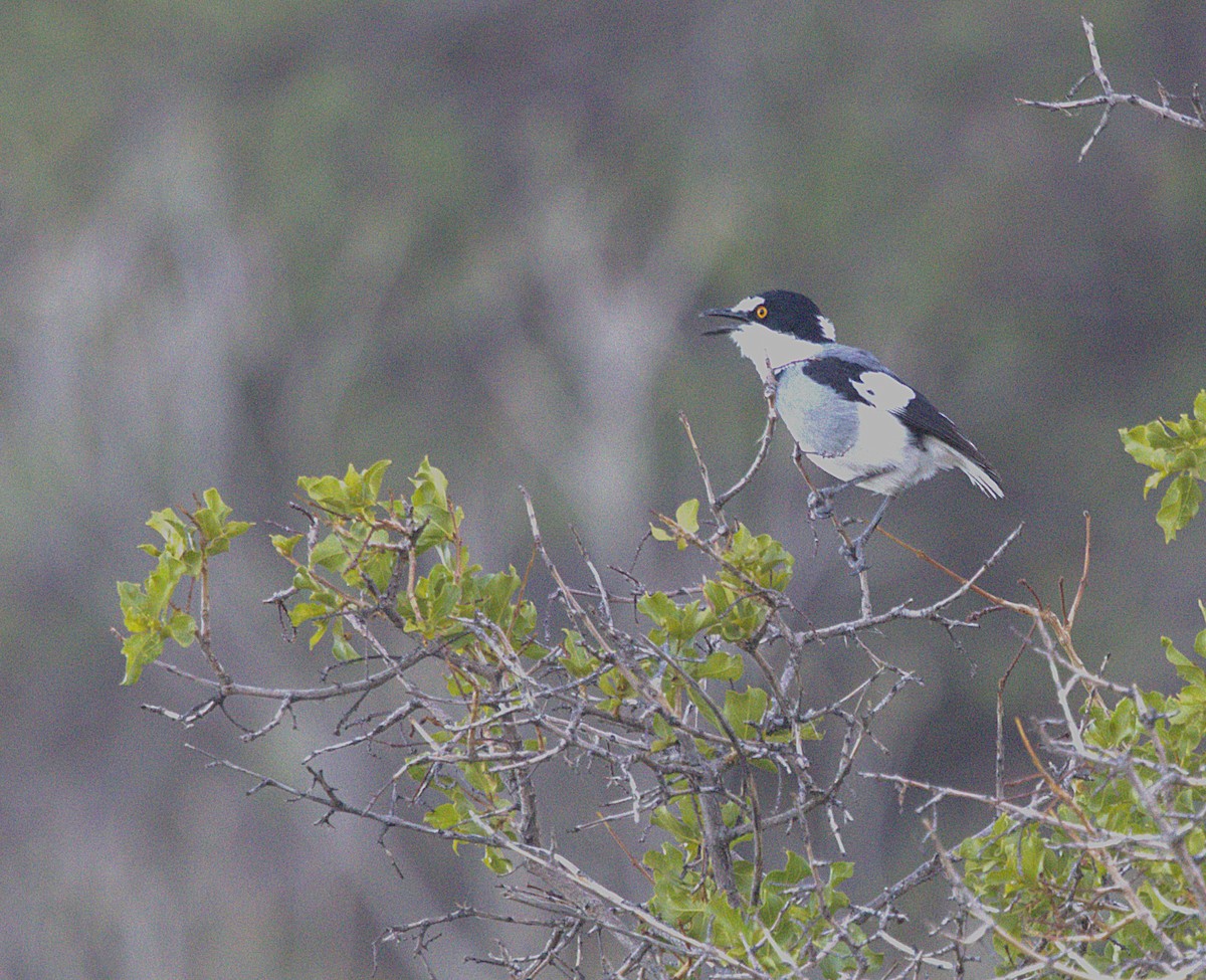 White-tailed Shrike - ML630722701