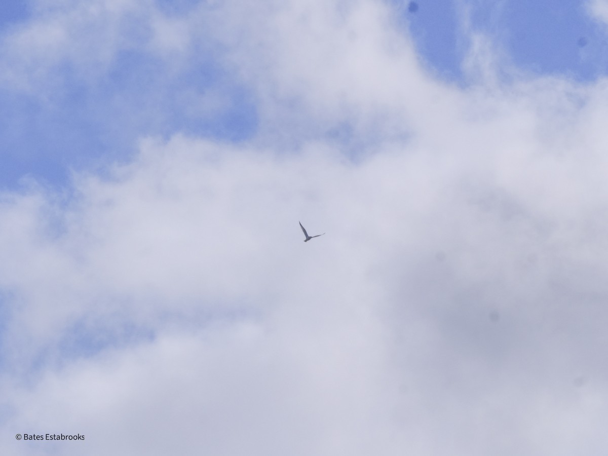 bird sp. - ML630722760