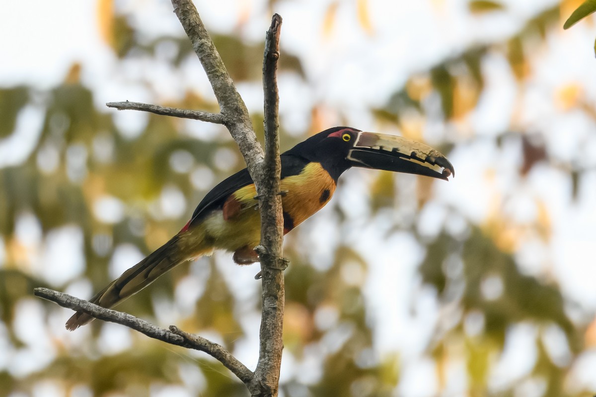 Kuşaklı/Soluk Gagalı Arasari - ML630722786