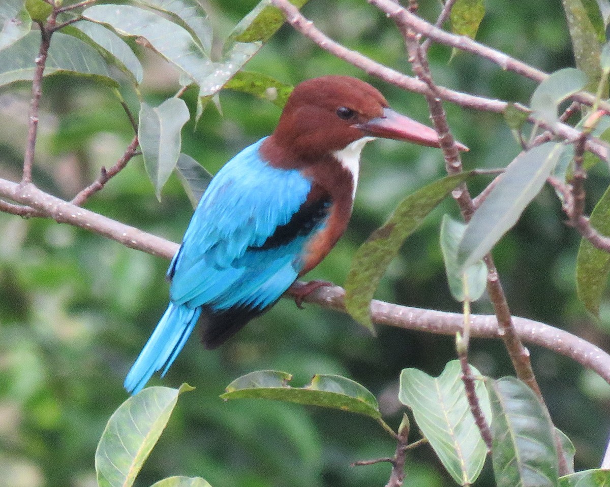 White-throated Kingfisher - ML630722814