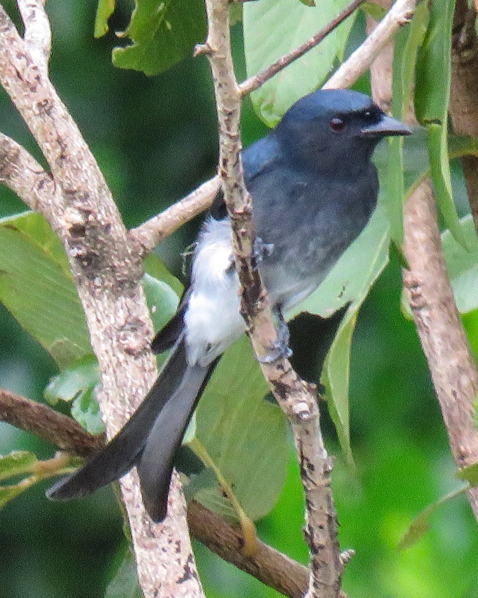 White-bellied Drongo - ML630722834