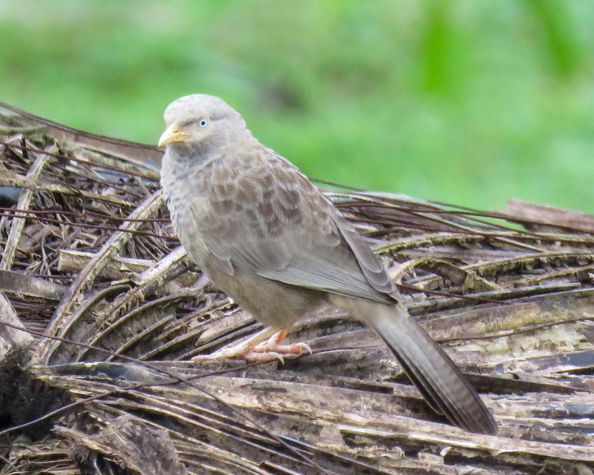 Yellow-billed Babbler - ML630722848