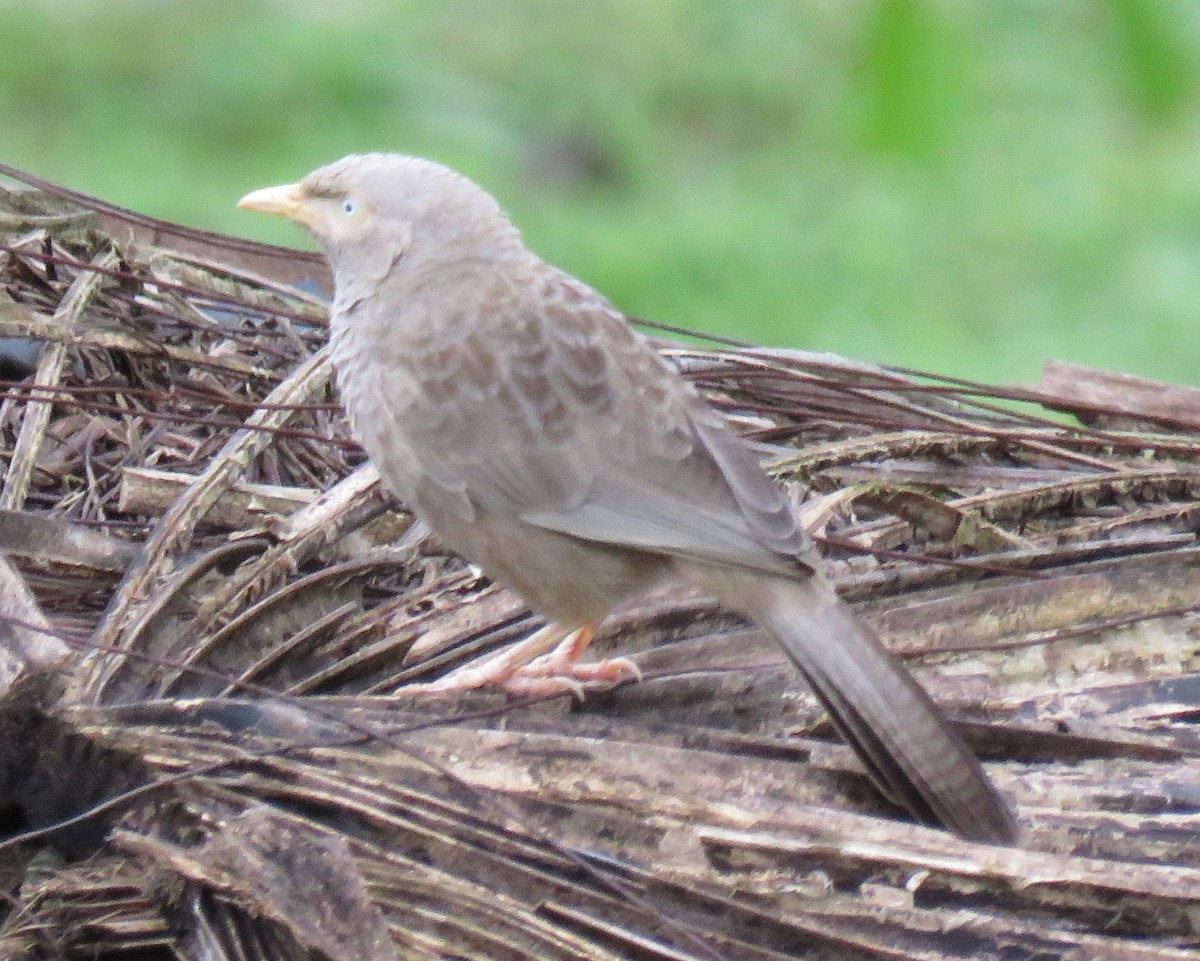 Yellow-billed Babbler - ML630722849