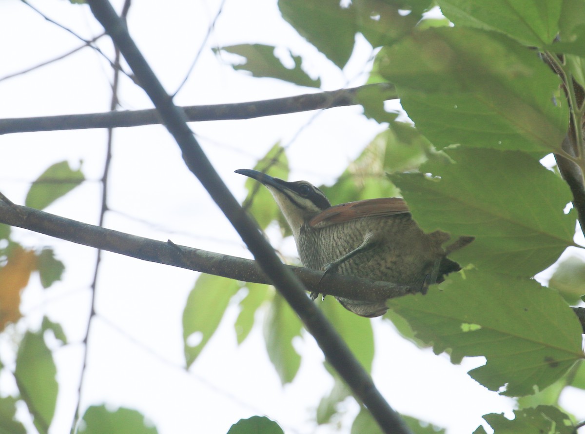 Magnificent Riflebird - ML630722889