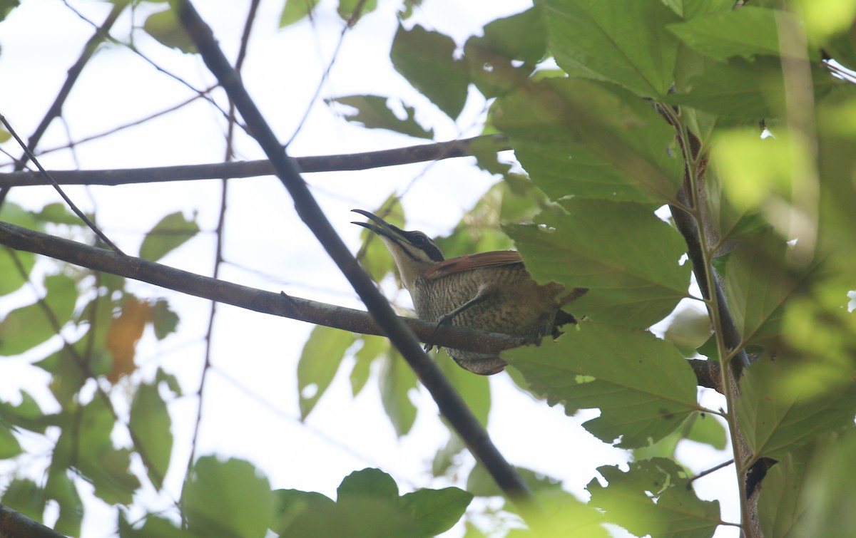 Magnificent Riflebird - ML630722890