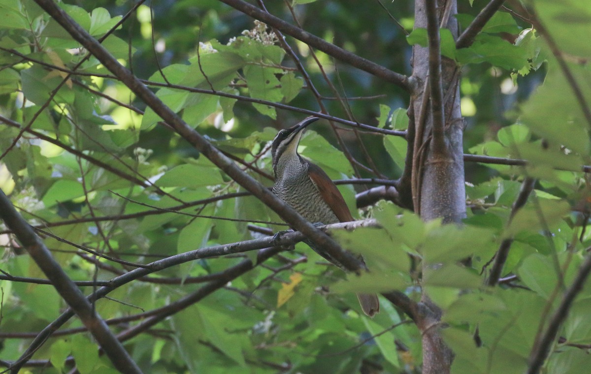 Magnificent Riflebird - ML630722967