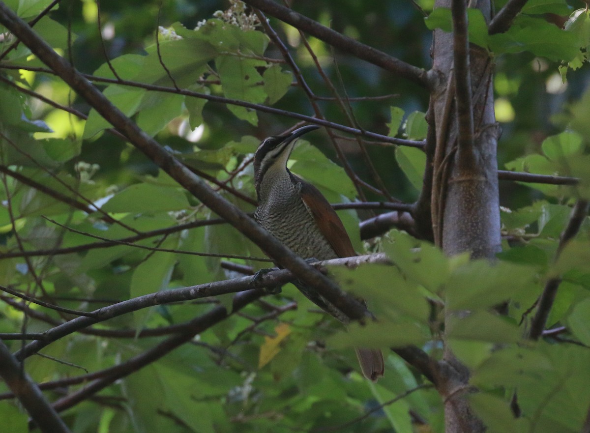 Magnificent Riflebird - ML630722968