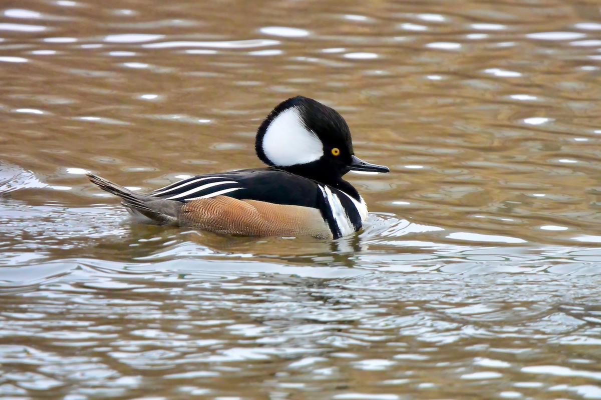 Hooded Merganser - Seth Honig