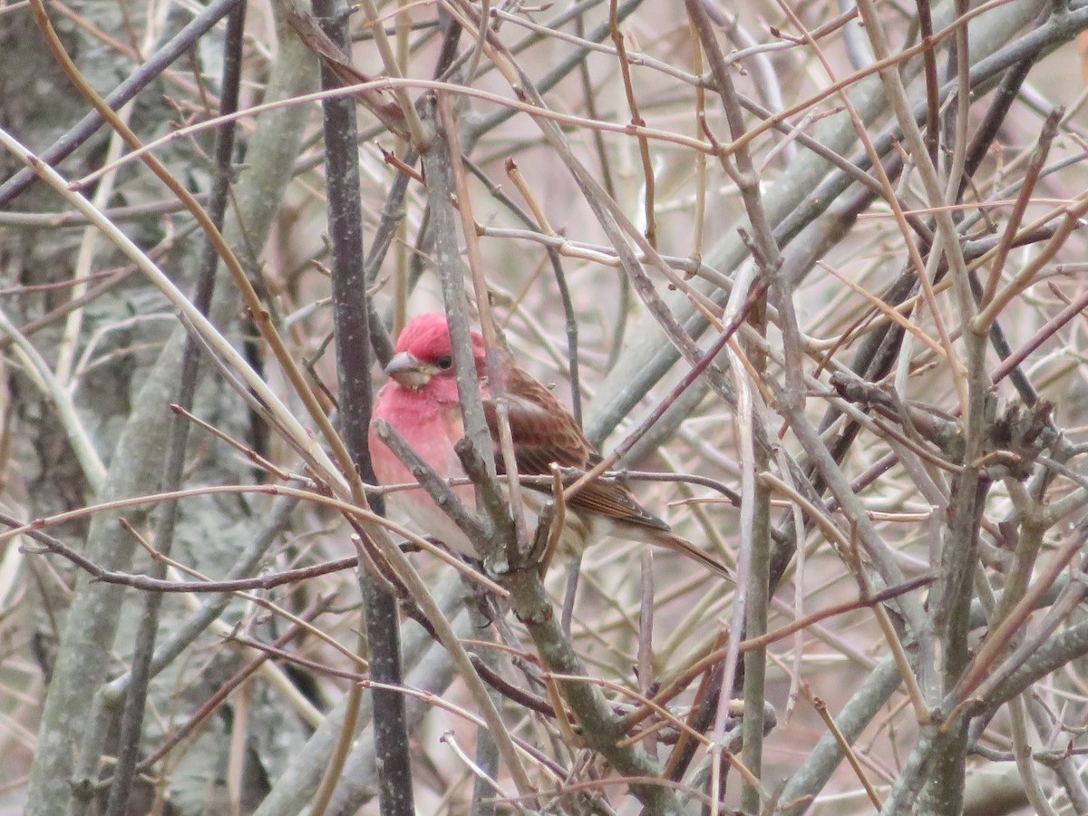 Purple Finch - ML630723197