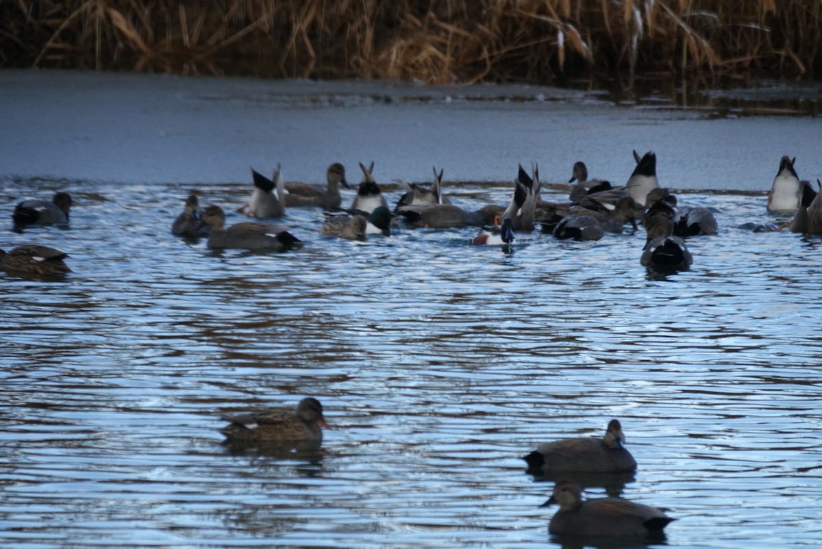 Gadwall - ML630723313