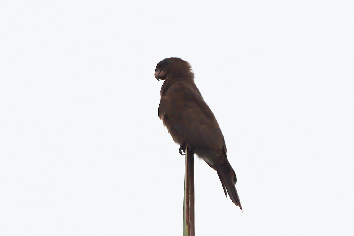Seychelles Parrot - ML630723356