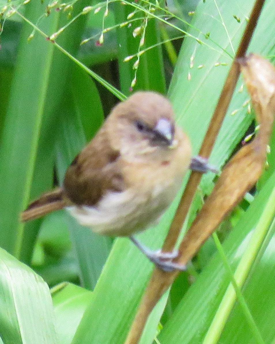 Scaly-breasted Munia - ML630723437