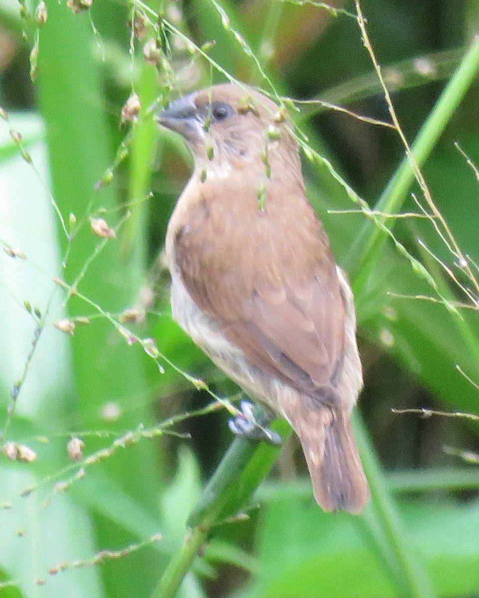 Scaly-breasted Munia - ML630723438